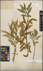 Foto von Salix lucida Muhl.